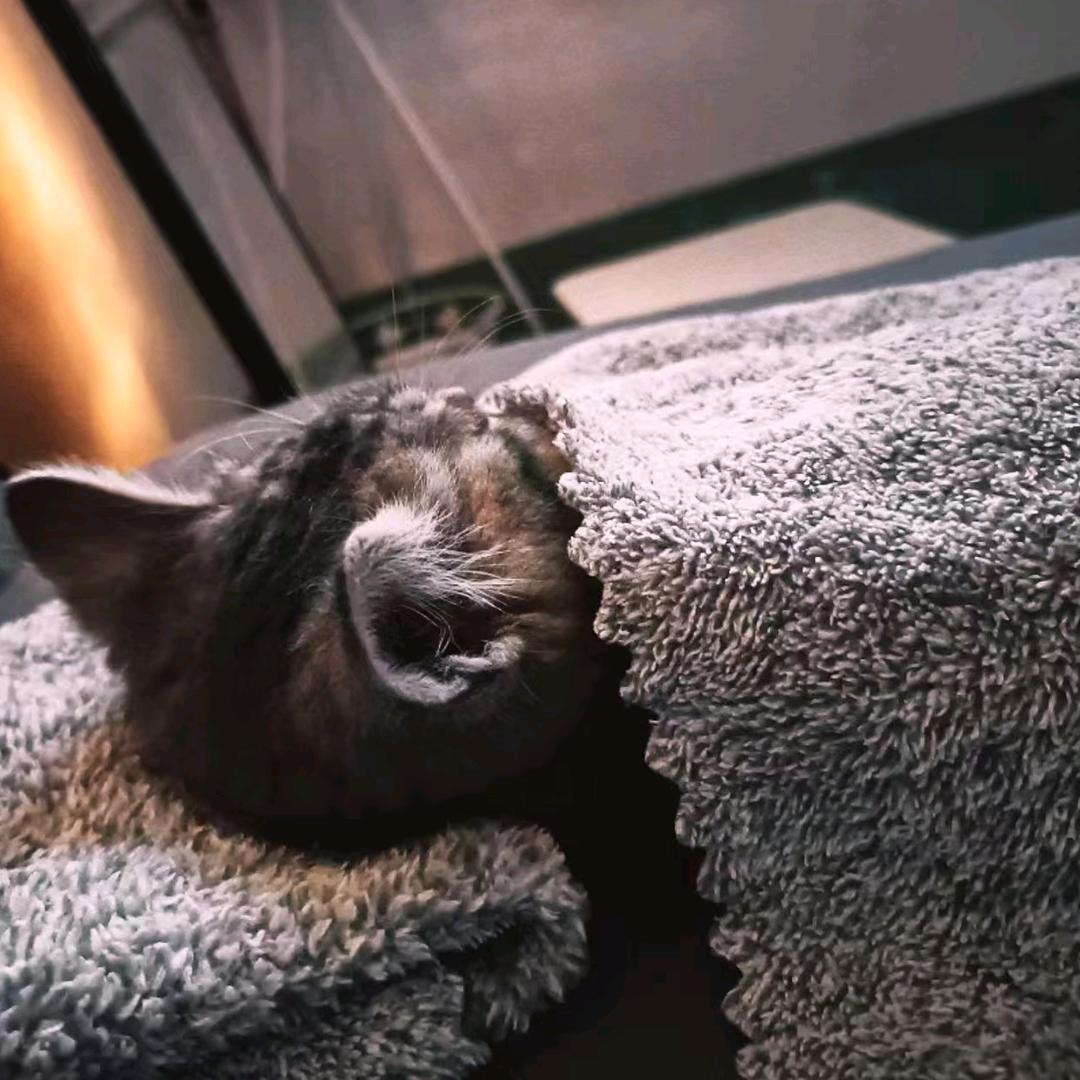 雨悸