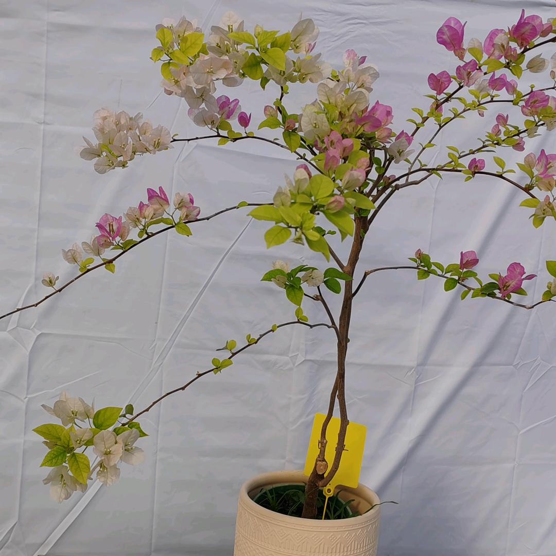 逢君恰在落花时