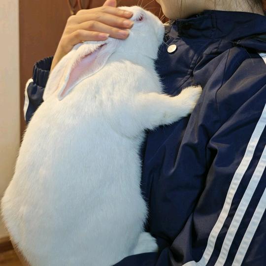 5指毛桃
