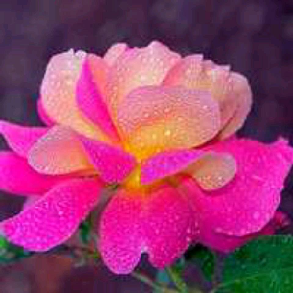 花开富贵，