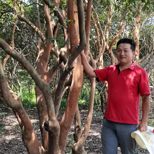 油茶杨工