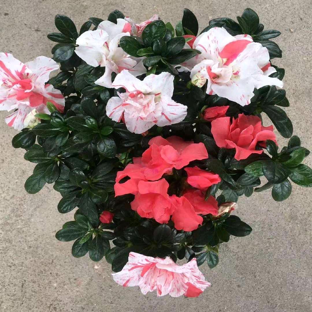 彩彩花田