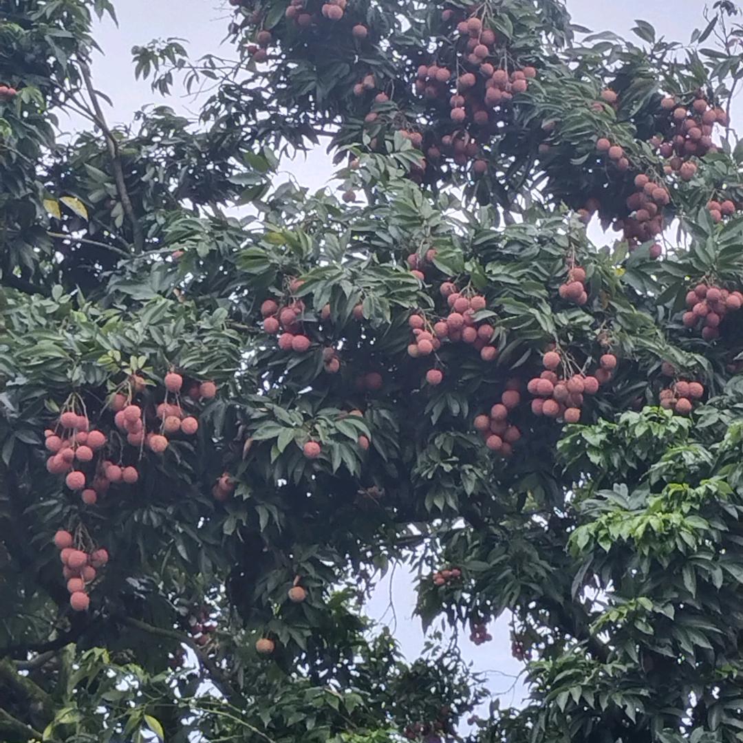 宇洁