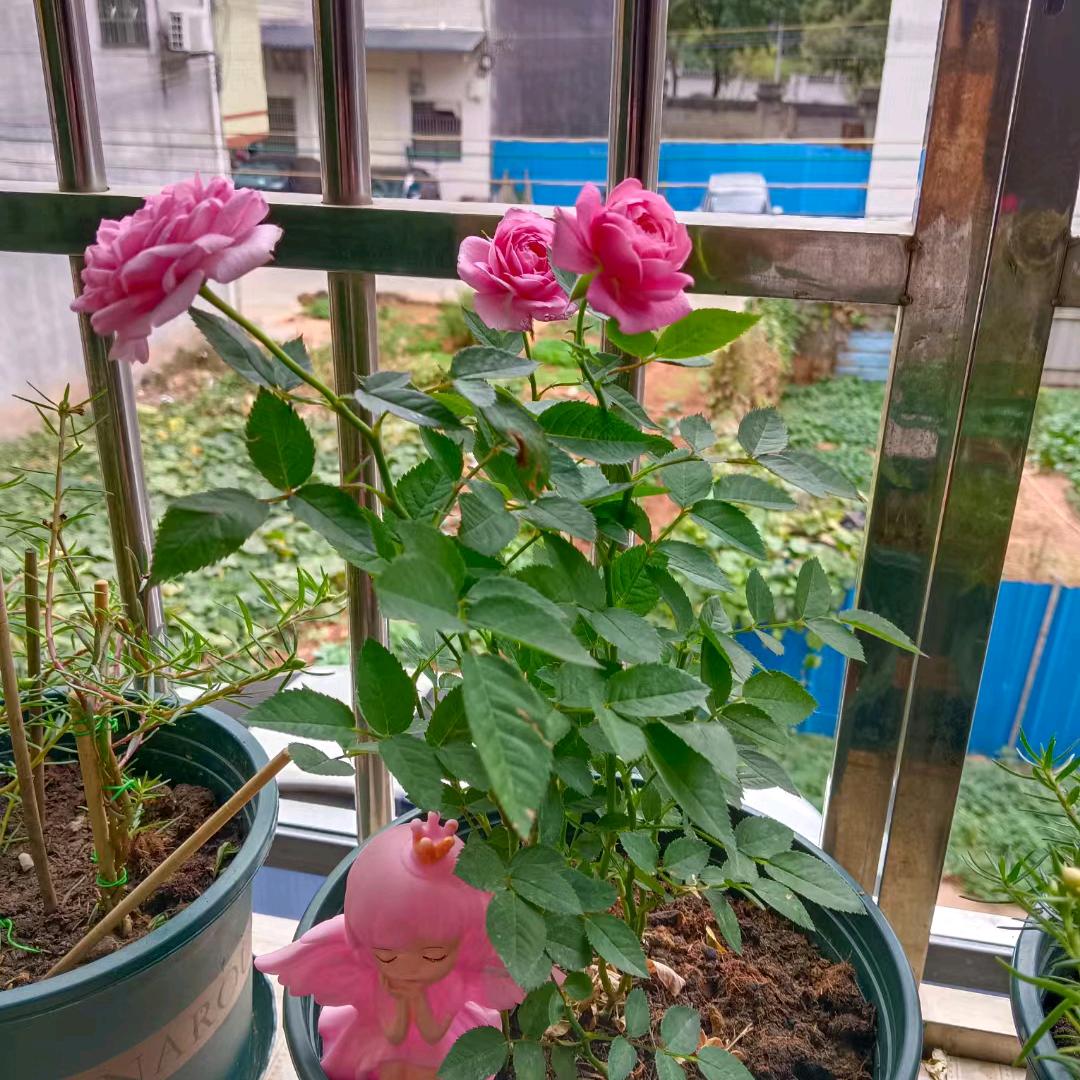 我用余生想念你