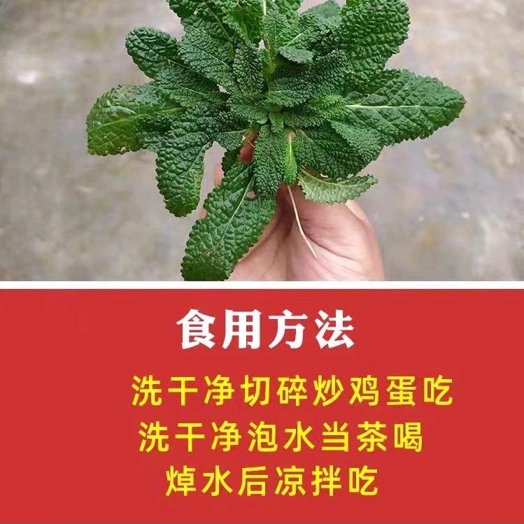 熊僚珍