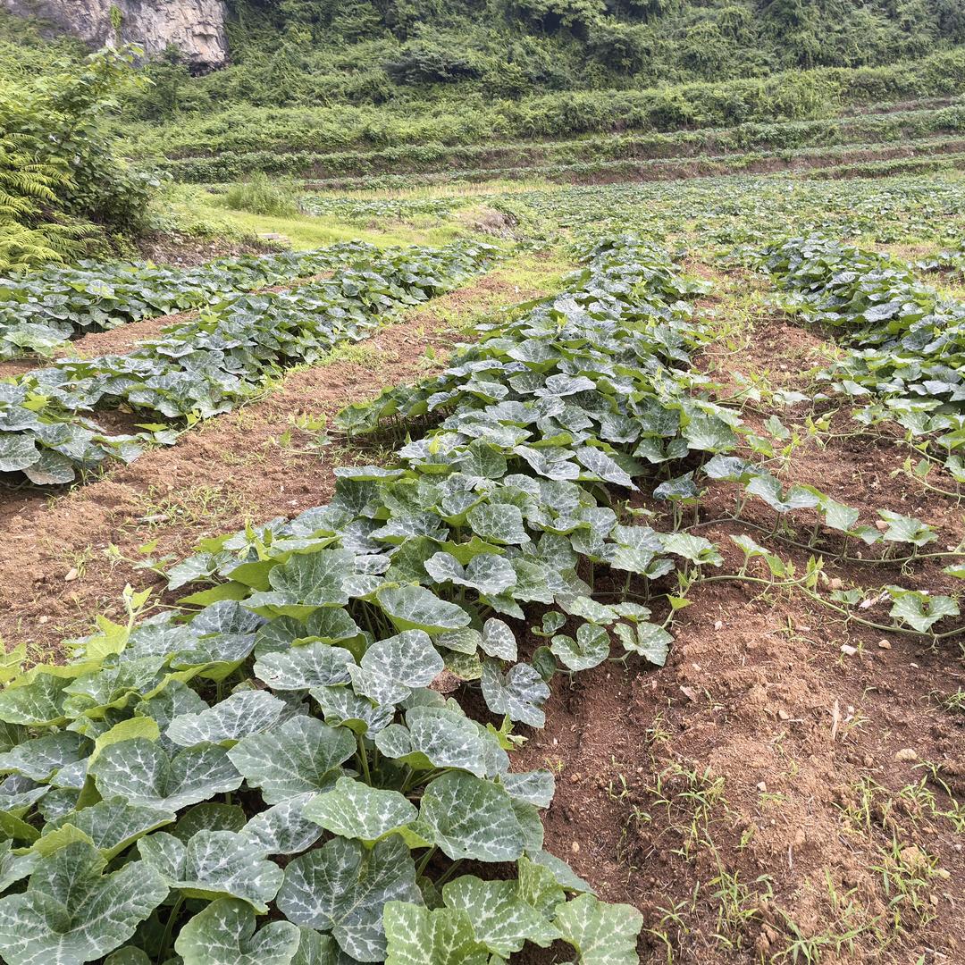 90后新农人～南瓜种植