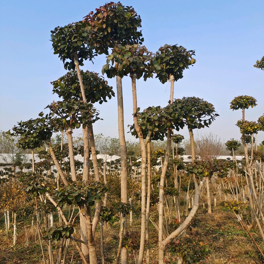 造型卫矛，卫矛柱，复叶槭