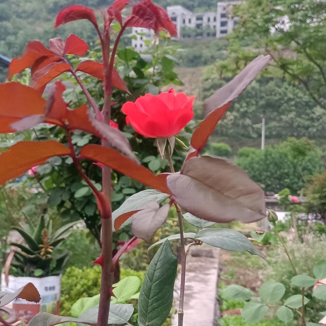 人生是船，不进则退