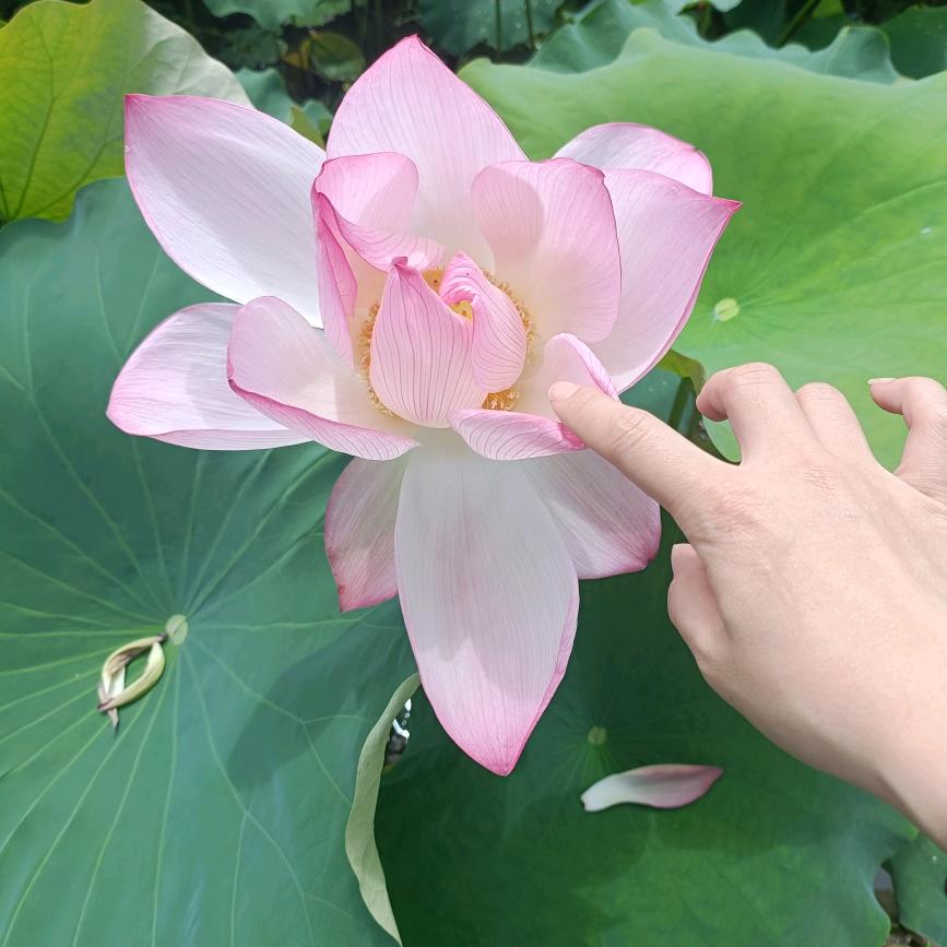 木子。🎤（17:15分首播）