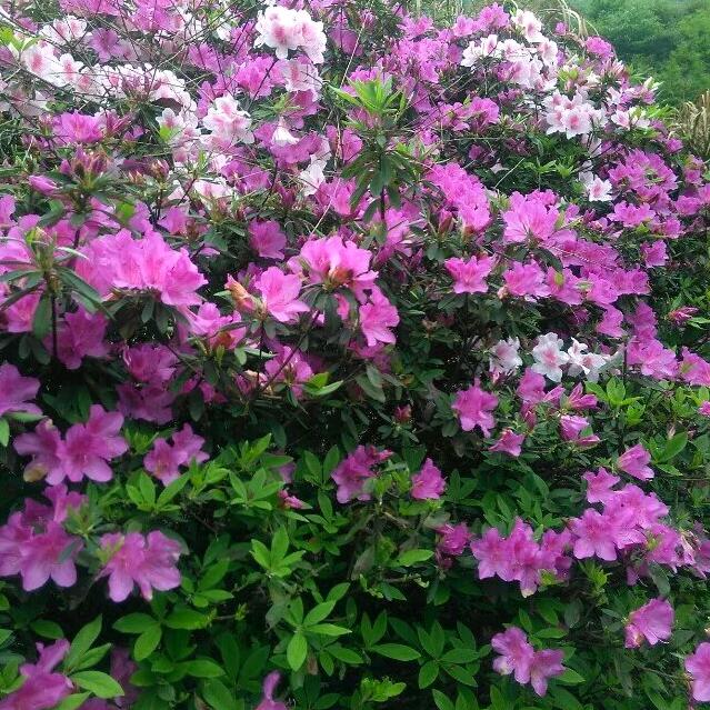 元.圆.袁.园.员.缘