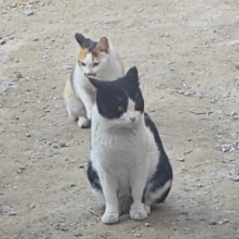 一条猫