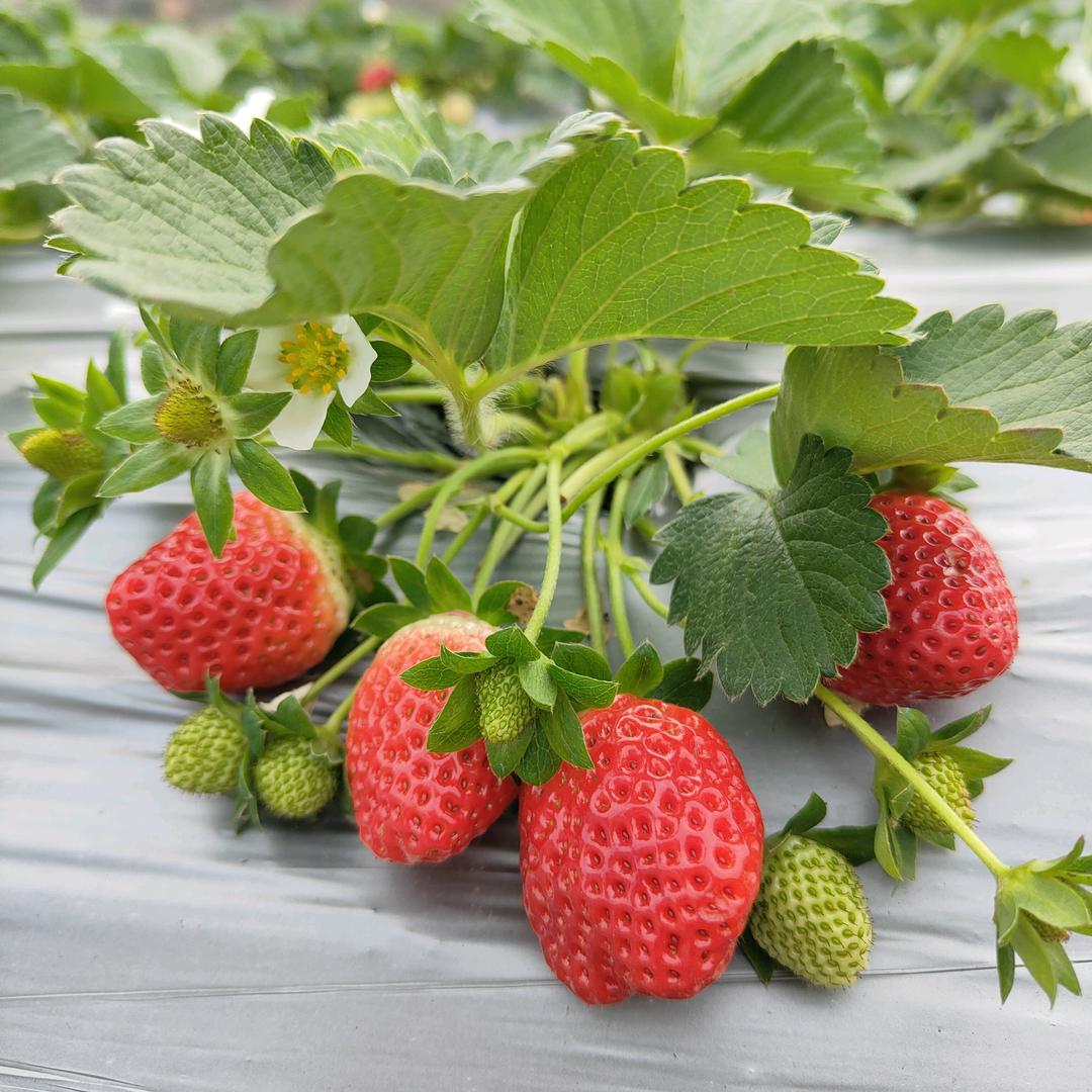 ☆小颜🍓草莓☆