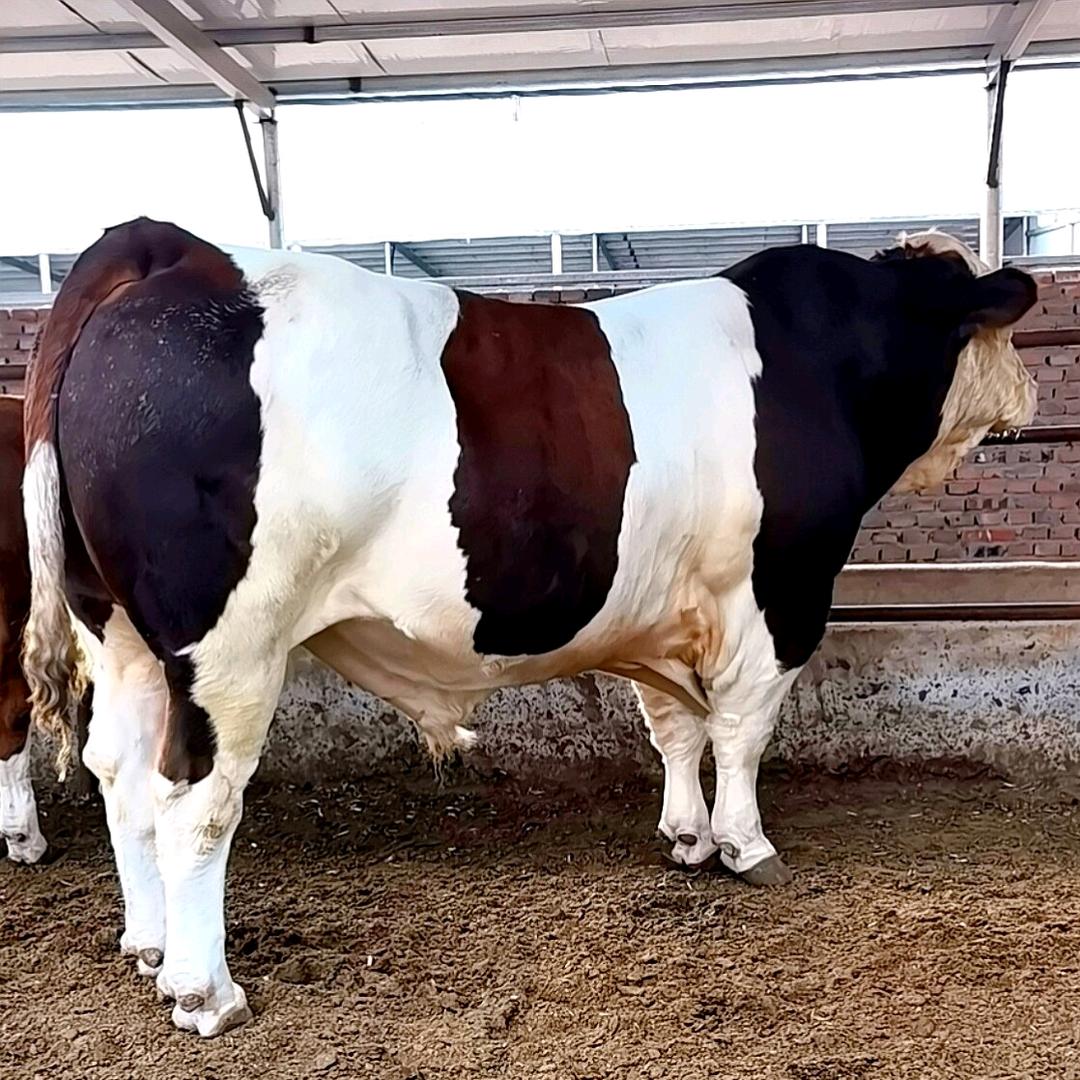 通辽种牛壹号直播间