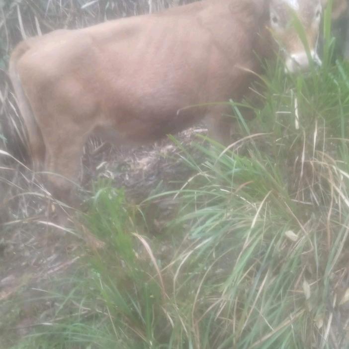 做人难养牛更难