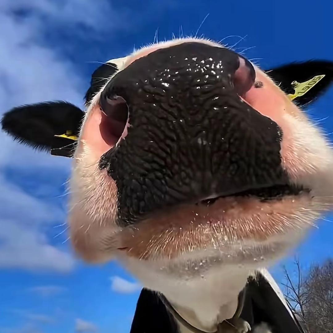 啥巧克力威化
