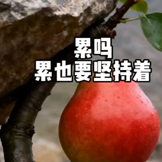 👍孤独的狼🍆🍓🍉