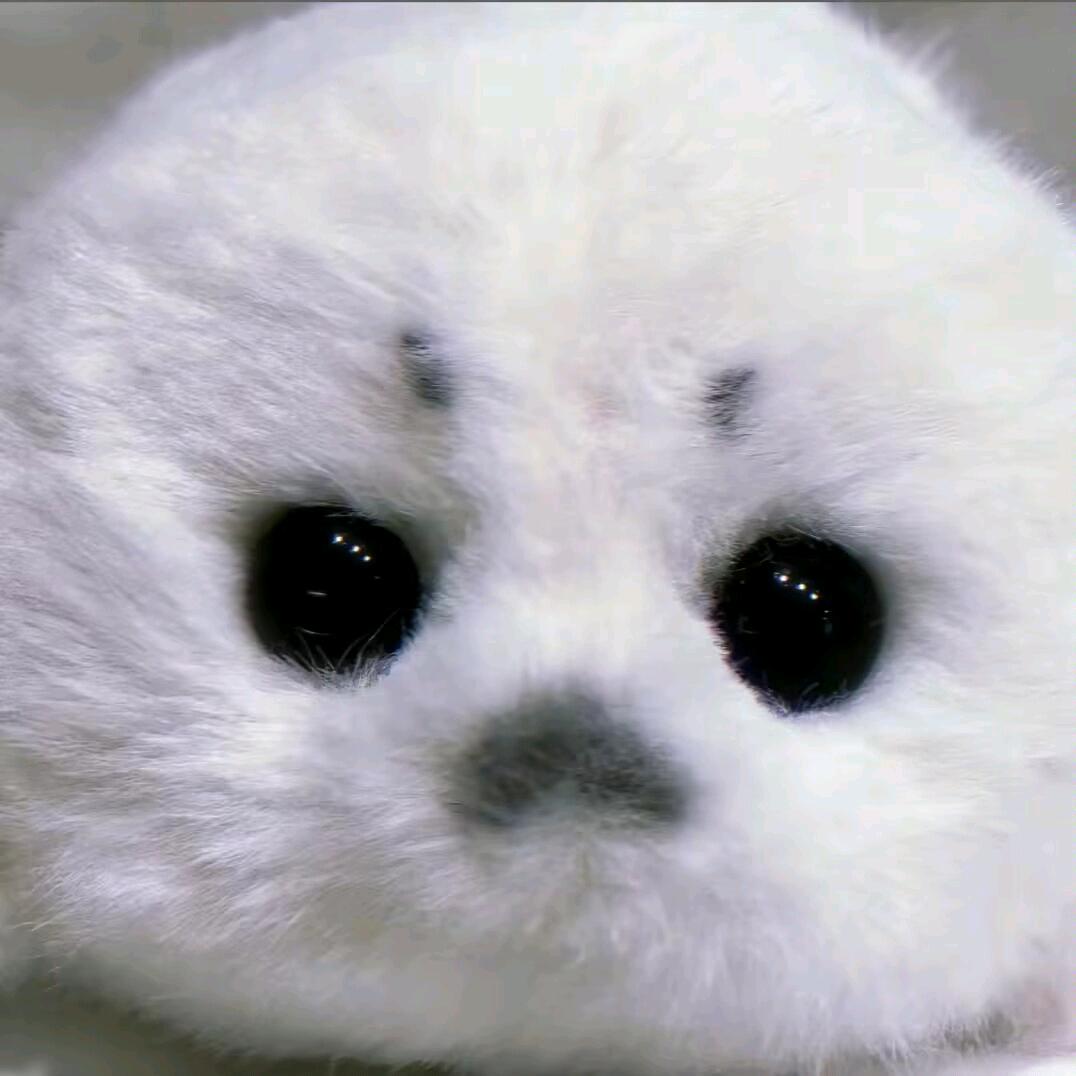 被牙痛死的日子