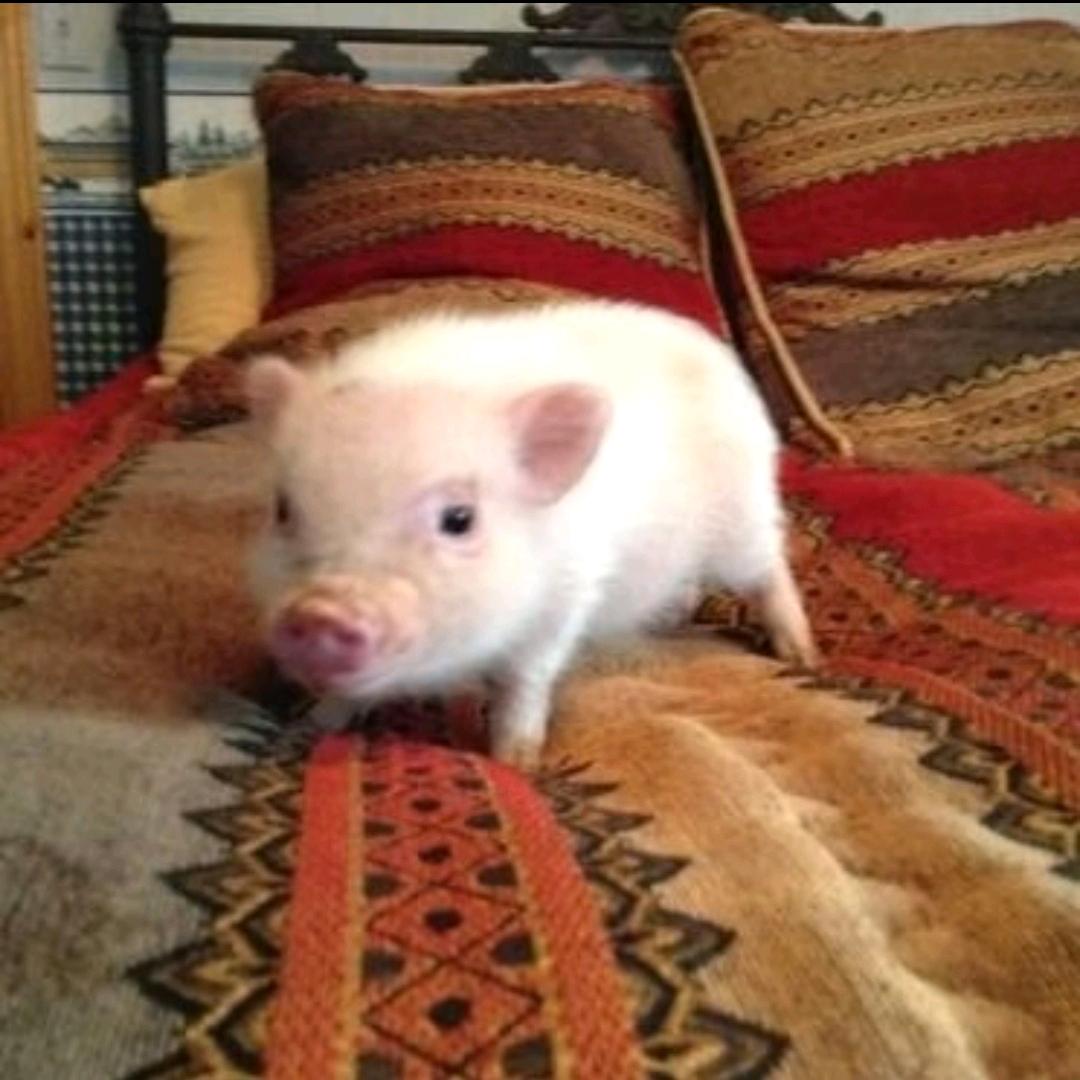 历代驰名第一猪