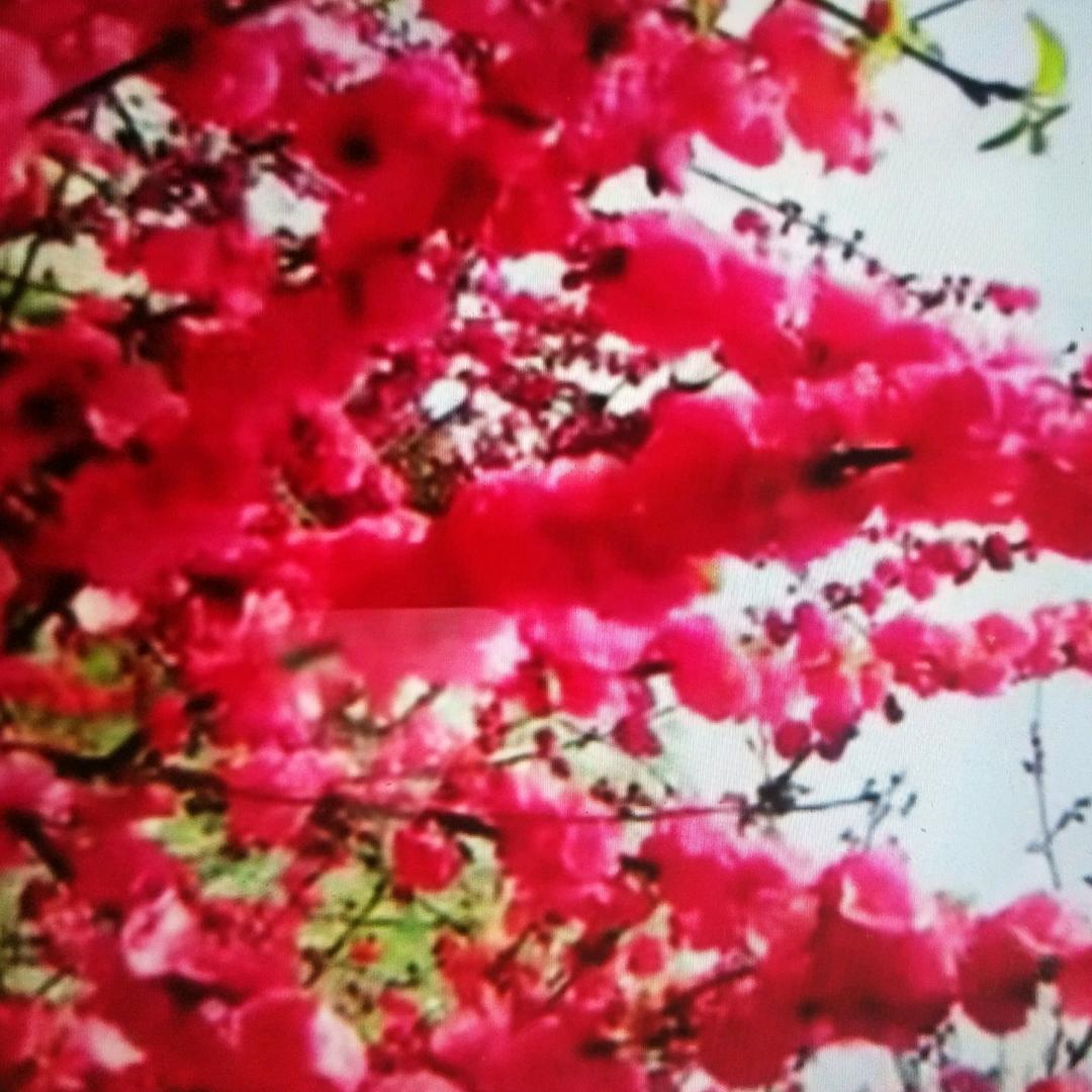 春暖花开