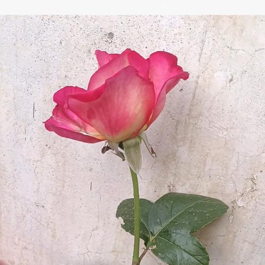 ❤️静自然凉，拒连赞