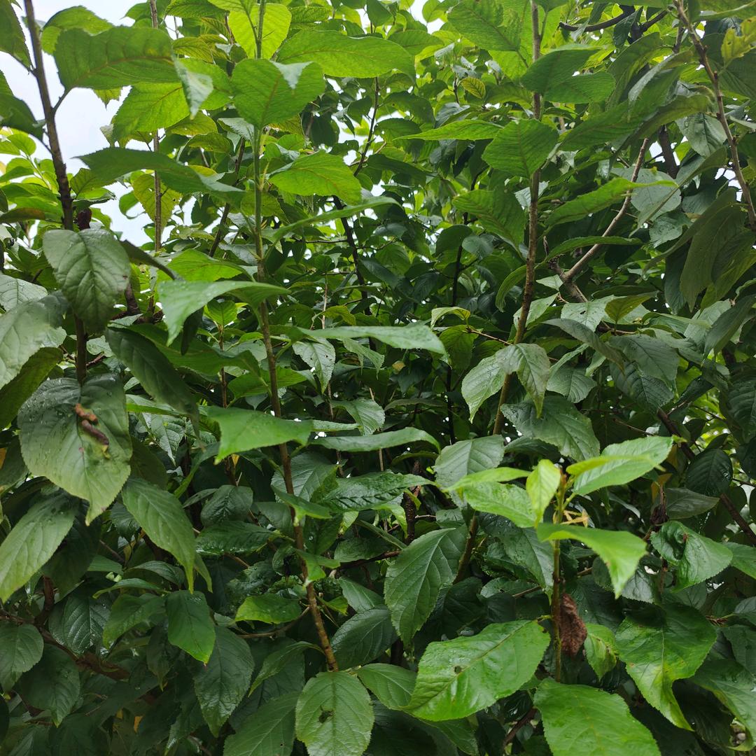 家良