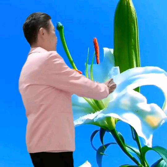 让我发现的鲜花