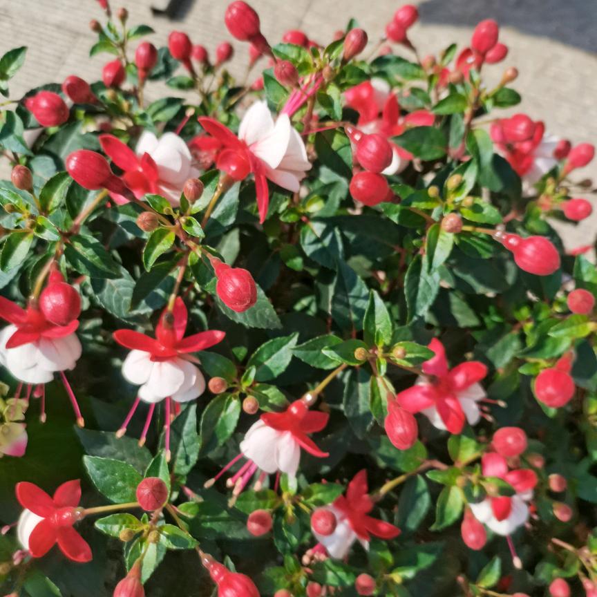 美好人生146368052