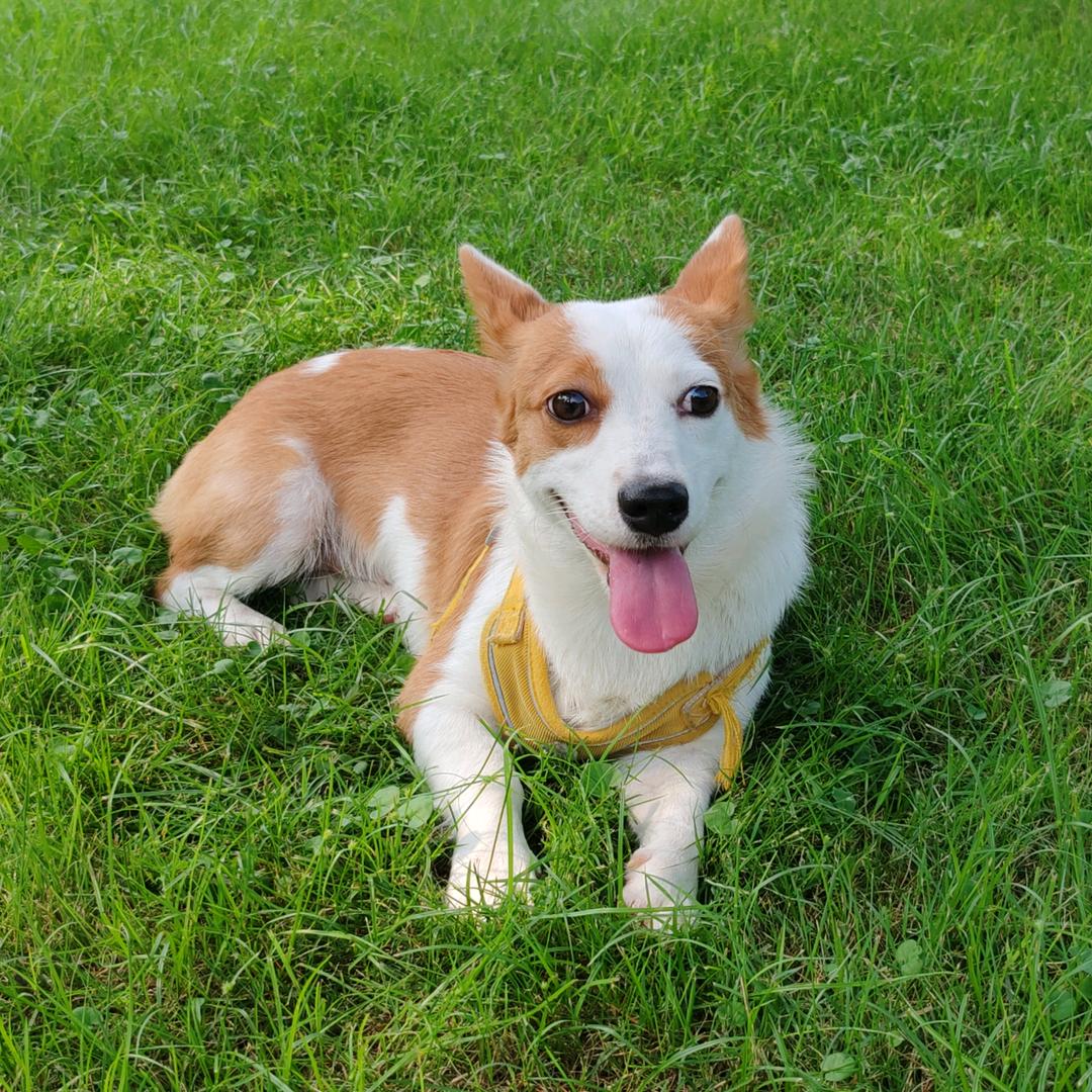 泡饭星（见过张杰版）