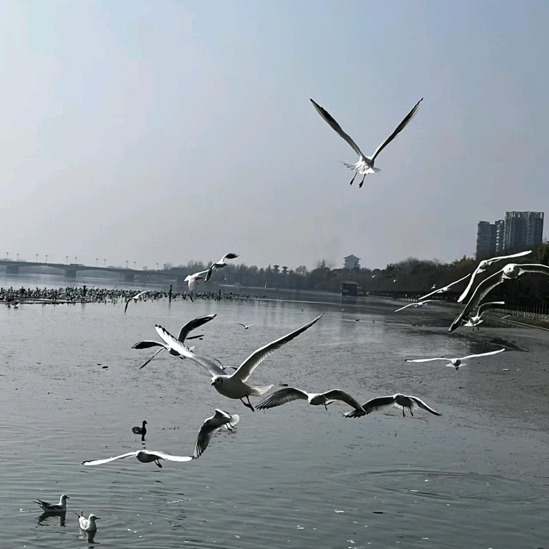 古公子二手卡车