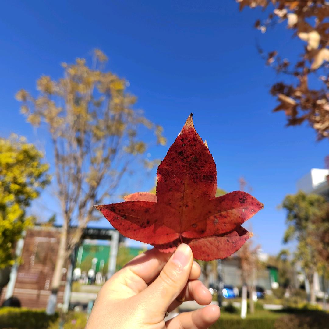 璟麻麻