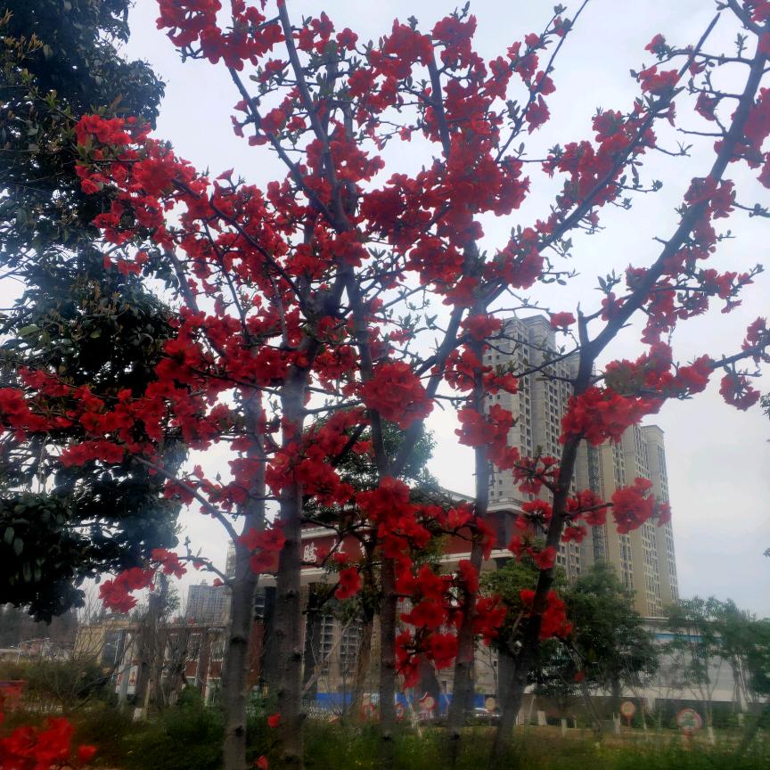 自创幸福223G423686