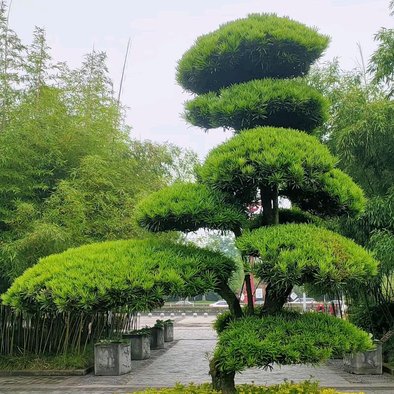 颉🌻颉