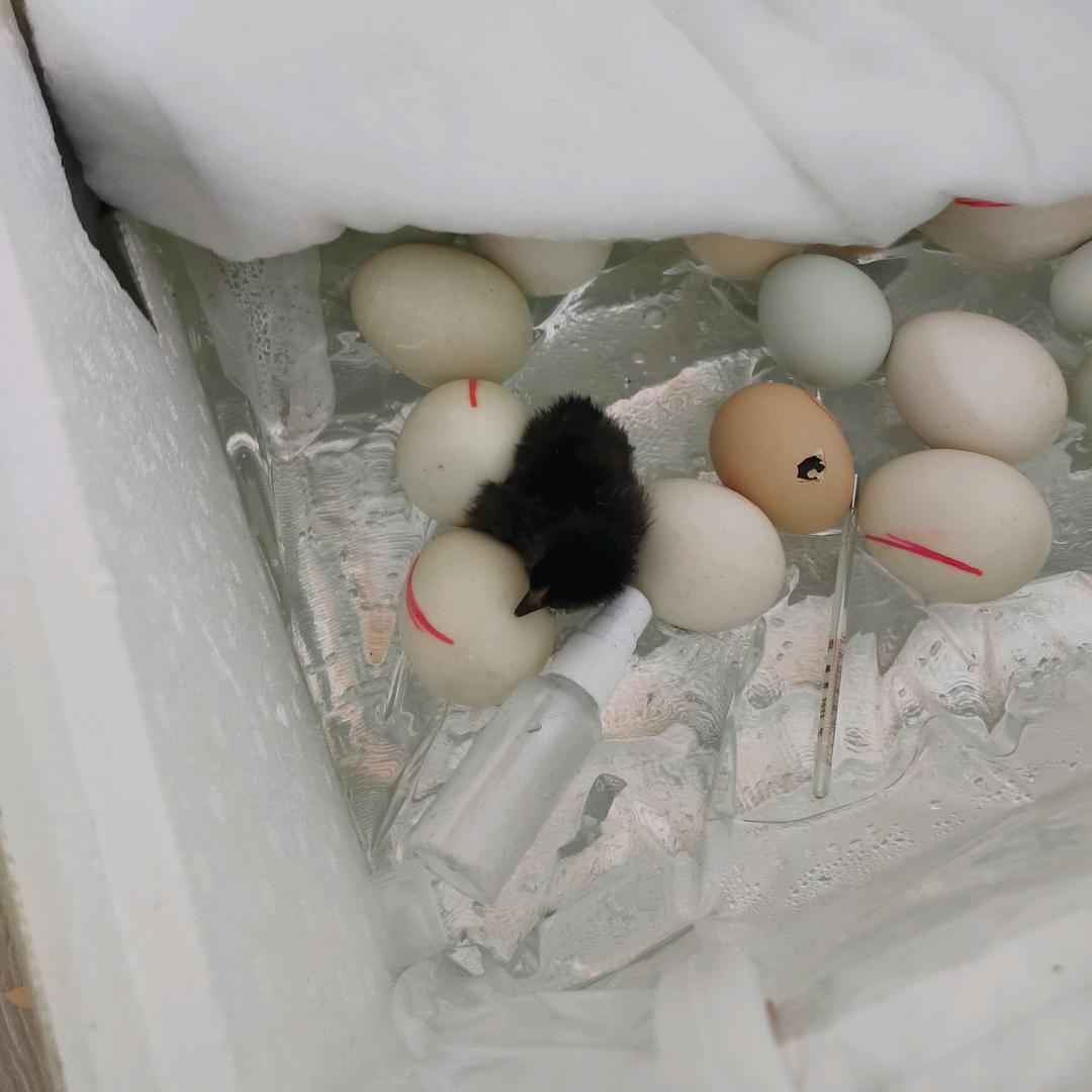 麦粒和麦穗