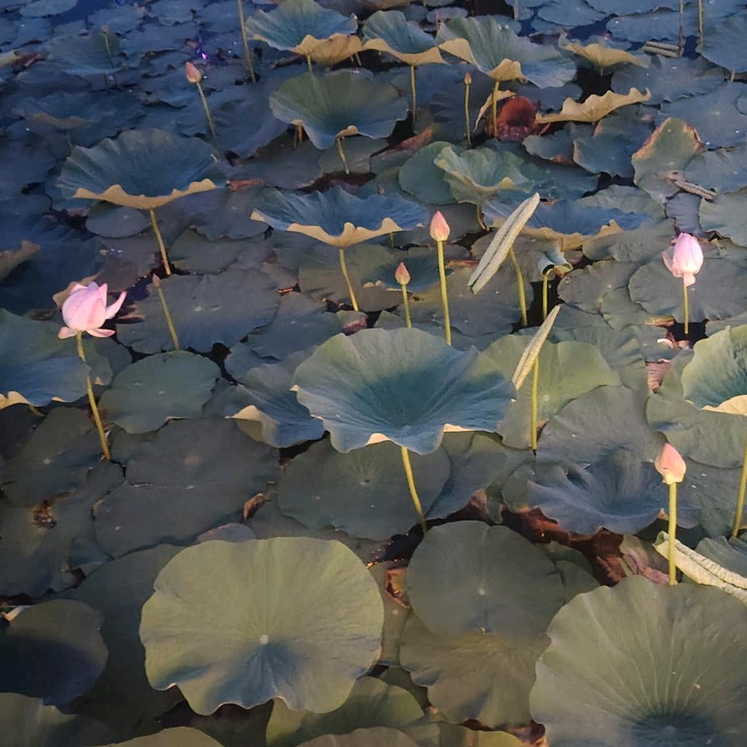 鸿运当头富贵米