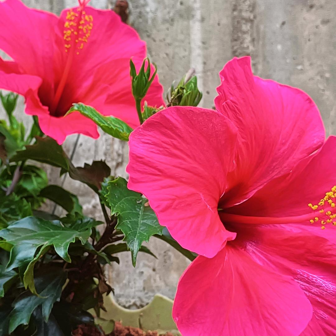 珠花雨落🥩³¹⁷