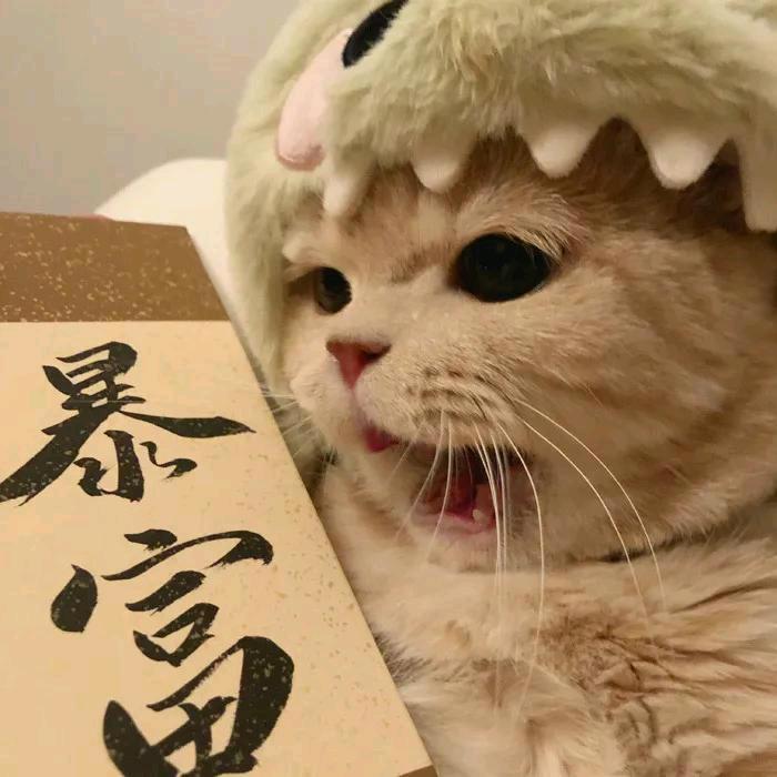 流浪的小猫