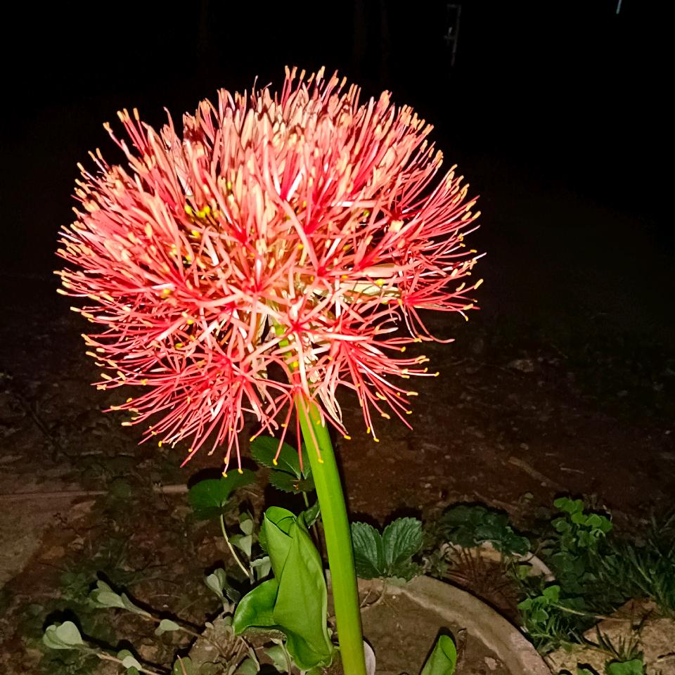 爱生活，爱绿叶