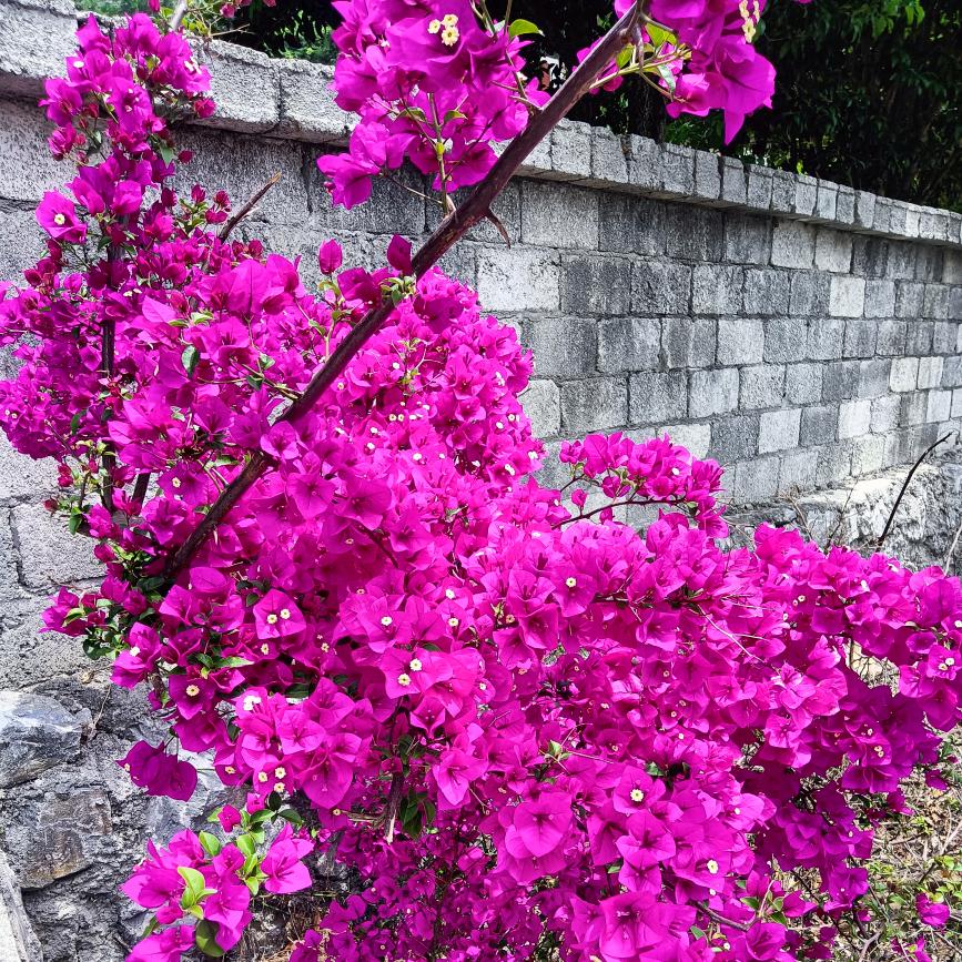 花好美