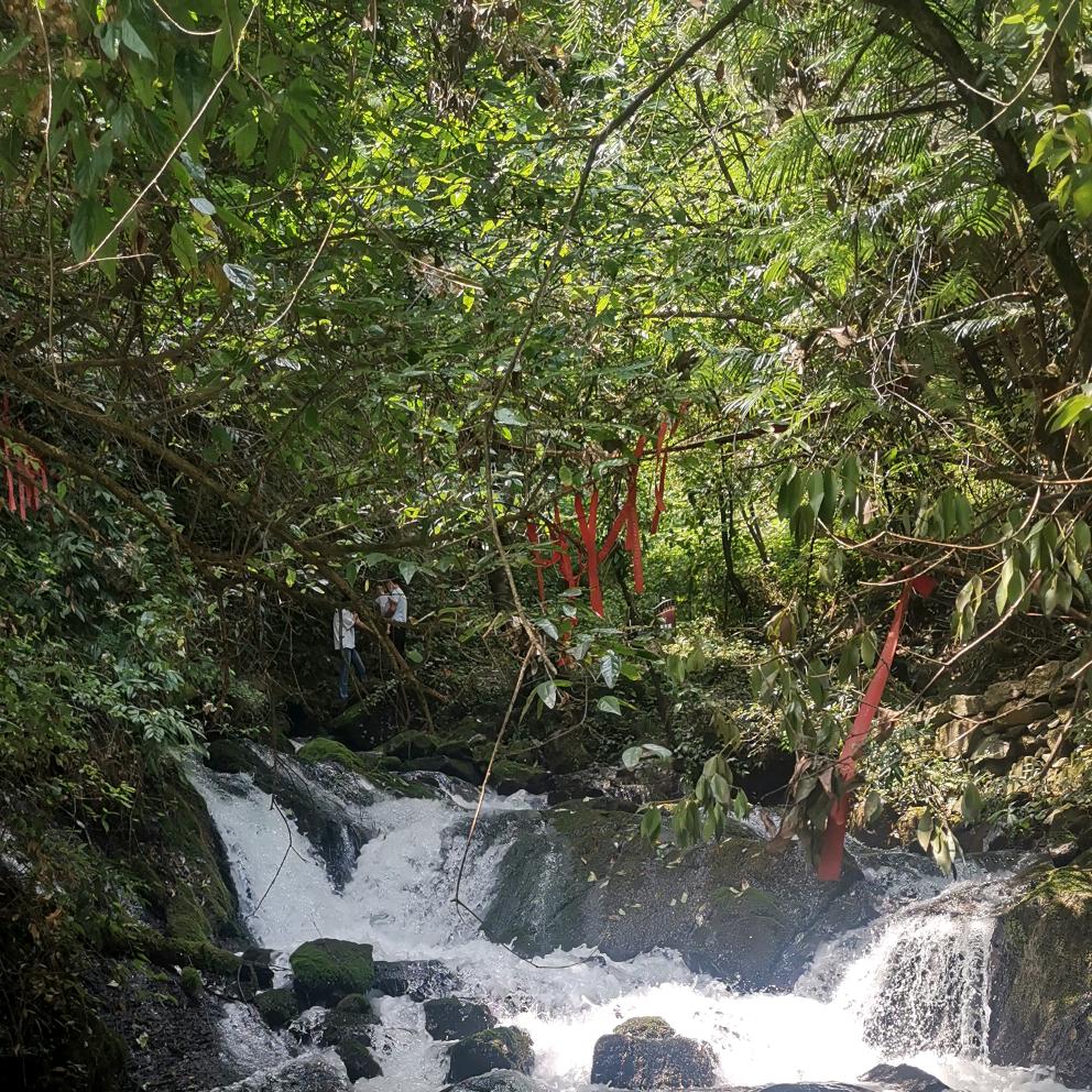 清香玫瑰
