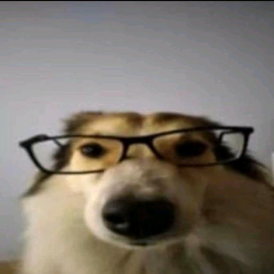 一只狗带着眼镜 嗯 对