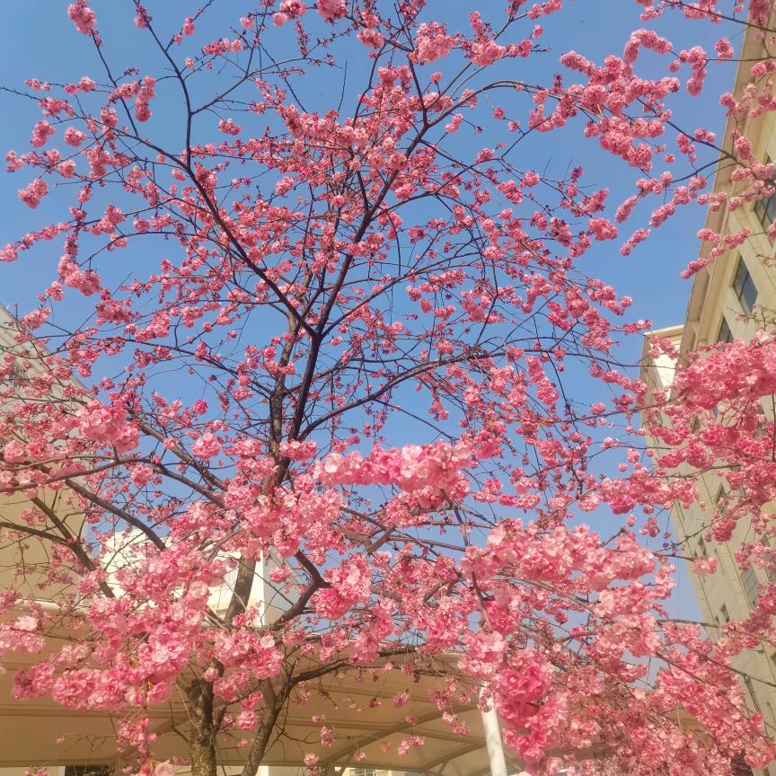 小丁柴火羊汤锅😁