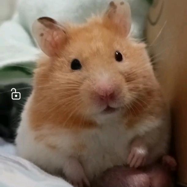 ＠阿锋