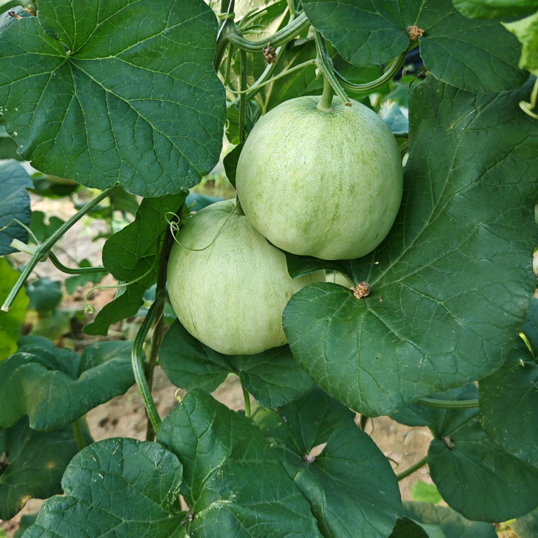 陆零菌菜