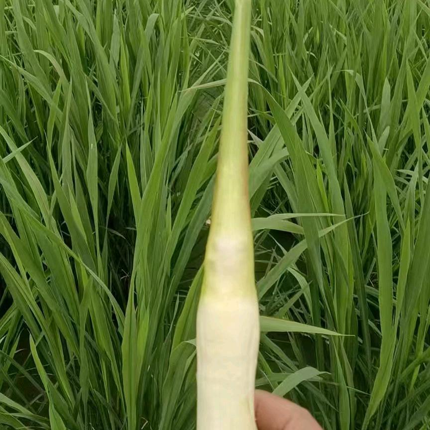 江浙沪高山生鲜