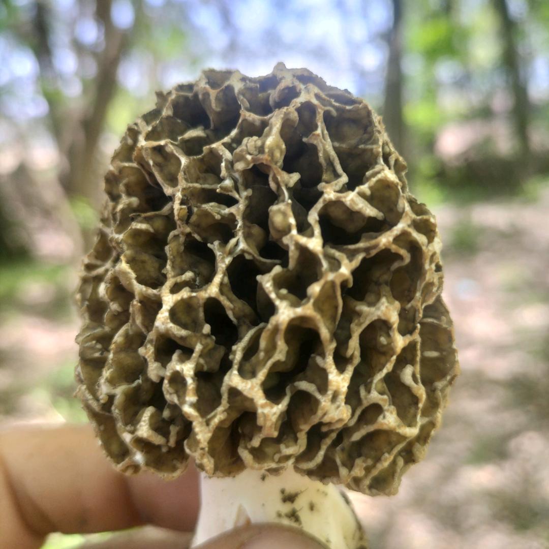 阿少