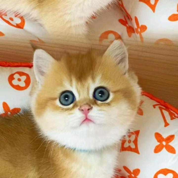 京城耶耶卷猫舍