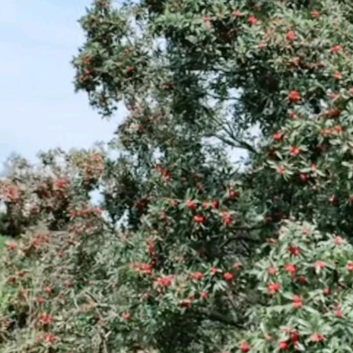 远方的你在那里