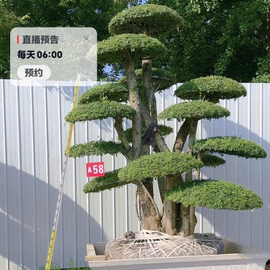 昊辰。老头