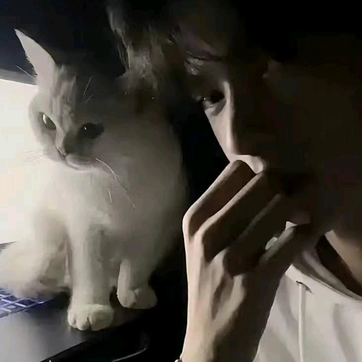 爱吃面条的熊猫