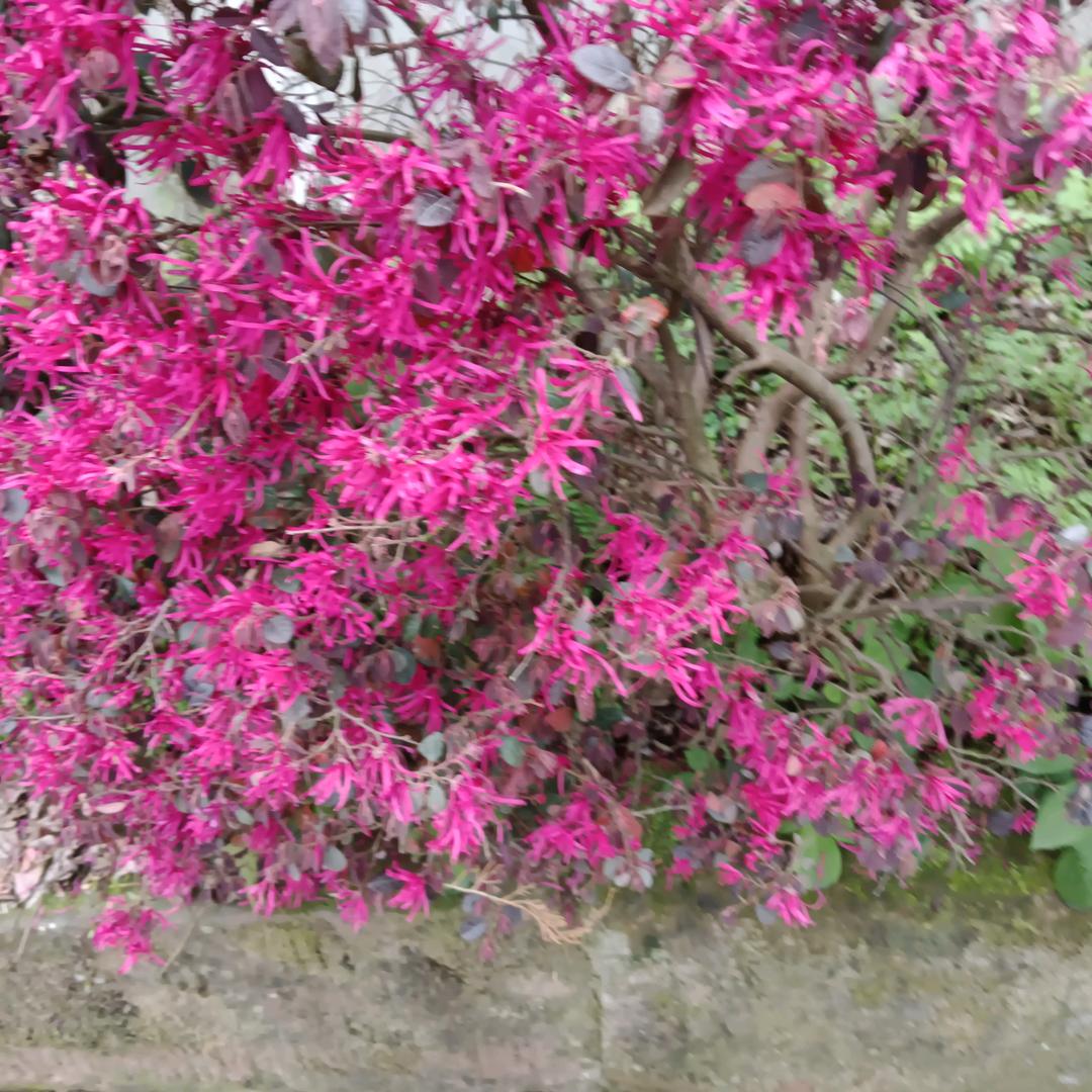 一顺百顺万事如意